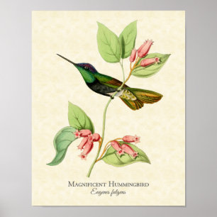 Prächtiger Kolibri-Kunstprint Poster