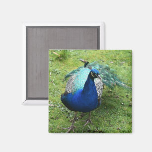 Prächtiger Pfau Magnet