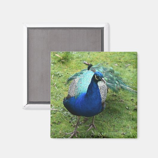 Prächtiger Pfau Magnet (Vorderseite/Rückseite)
