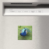 Prächtiger Pfau Magnet (In Situ (Geschirrspüler))