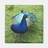 Prächtiger Pfau Magnet (Vorne)
