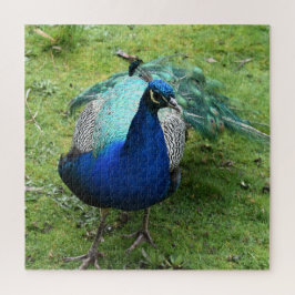 Prächtiger Pfau-Power Puzzle