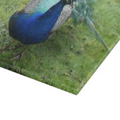 Prächtiger Pfau Schneidebrett (Ecke)