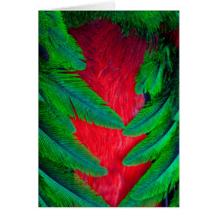 Prächtiges Quetzal-Federdesign