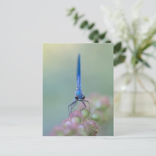 Prachtlibelle Postkarte (Stehend Vorderseite)