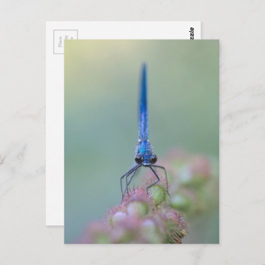 Prachtlibelle Postkarte (Vorne/Hinten)