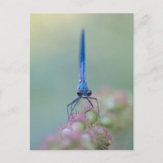 Prachtlibelle Postkarte
