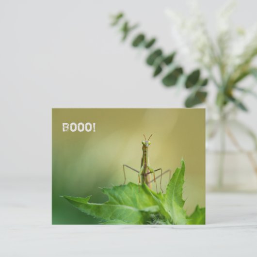 Prachtmantis Postkarte (Stehend Vorderseite)