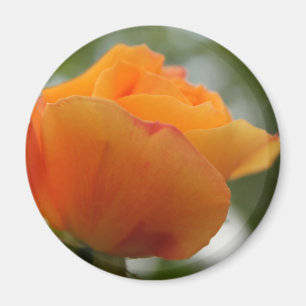 Prachtvolle gelbe Rosenblumenfotografie. Magnet