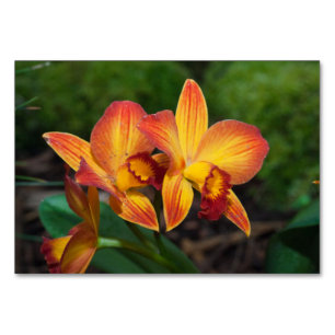 Prachtvolle Orange Gelbe Rhyncattleanthe Orchidee Tischnummer