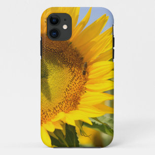 Prachtvolle Sonnenblumen! Case-Mate iPhone Hülle
