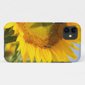 Prachtvolle Sonnenblumen! Case-Mate iPhone Hülle (Rückseite (Horizontal))