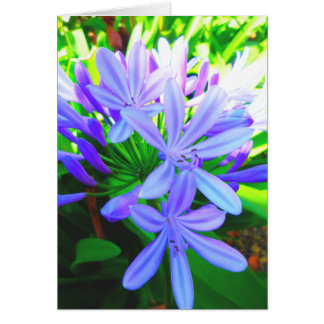 Prachtvoller Agapanthus - Geschenk-Karte