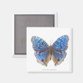 Präcis-Rhadama Magnet (Vorderseite/Rückseite)