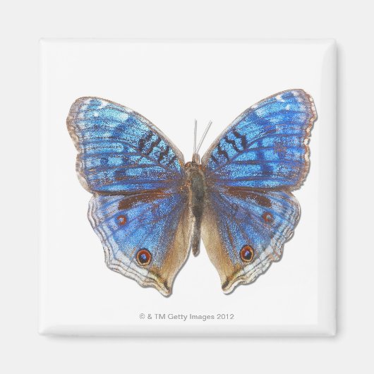 Präcis-Rhadama Magnet (Vorne)