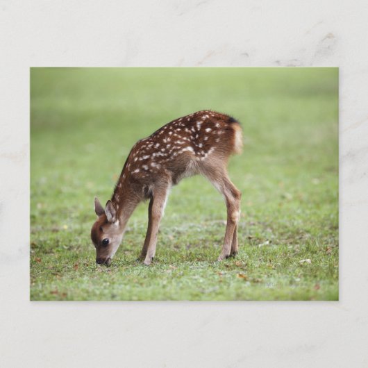 Präfektur Nara, Honshu, Japan Postkarte (Vorderseite)