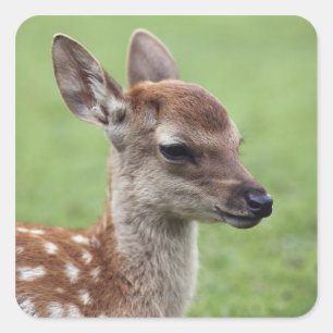 Präfektur Nara, Honshu, Japan Quadratischer Aufkleber