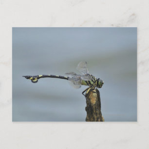 Präfektur Tokio, Honshu, Japan 2 Postkarte