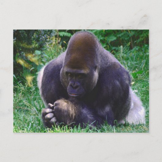 Prag Gorilla Post Card Postkarte (Vorderseite)