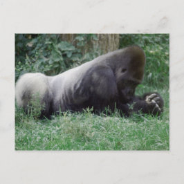 Prag Gorilla Post Card Postkarte