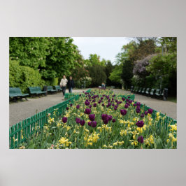 Prag Park Tulips - Lila und gelbe Frühlingsblüten Poster