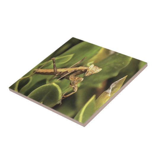 Pragation Mantis Portrait Insekt Kunst Fliese (Seite)
