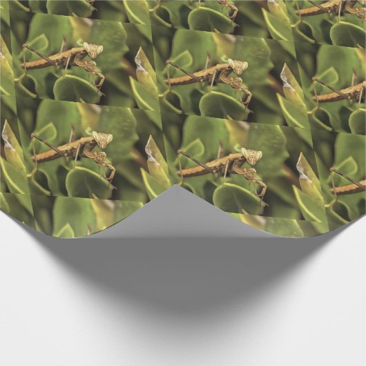 Pragation Mantis Portrait Insekt Kunst Geschenkpapier (Ecke)