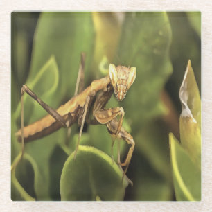 Pragation Mantis Portrait Insekt Kunst Glasuntersetzer