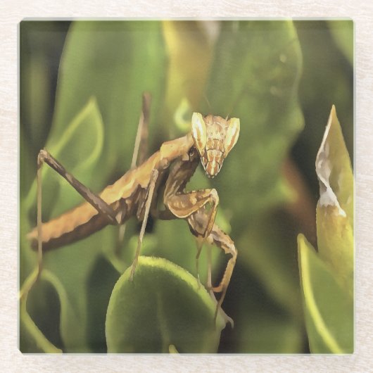 Pragation Mantis Portrait Insekt Kunst Glasuntersetzer (Vorderseite)