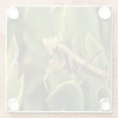 Pragation Mantis Portrait Insekt Kunst Glasuntersetzer (Rückseite)