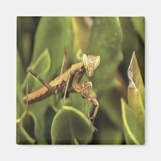 Pragation Mantis Portrait Insekt Kunst Magnet (Vorne)
