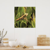 Pragation Mantis Portrait Insekt Kunst Poster (Küche)
