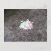 prähistorisch postkarte (Vorderseite)