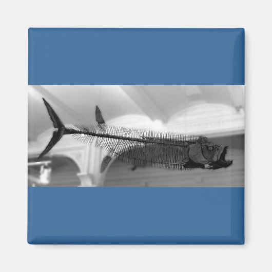 Prähistorischer Fisch B+W Magnet (Vorne)