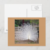 Prähorn Postkarte (Vorne/Hinten)