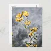 Prairie Beauty Postkarte (Vorne/Hinten)