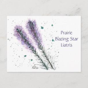 Prairie Blazing Star Post Card Postkarte