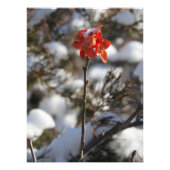 ‚Prairie Blossom‘ Fotodruck (Vorne)