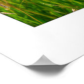 Prairie Blume Poster (Ecke)