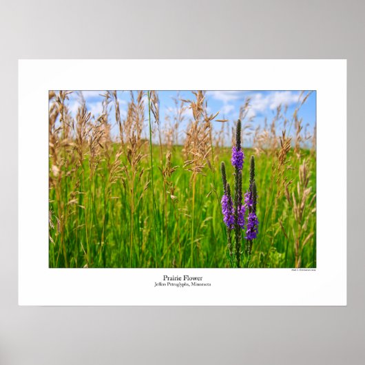 Prairie Blume Poster (Vorne)