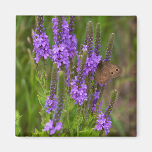 Prairie Blume und Butterfly Magnet