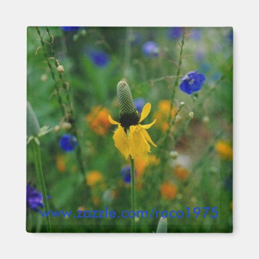 Prairie Coneflower Magnet (Vorne)