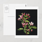 Prairie Crabapple Blossoms Postkarte (Vorne/Hinten)