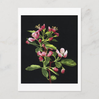 Prairie Crabapple Blossoms Postkarte