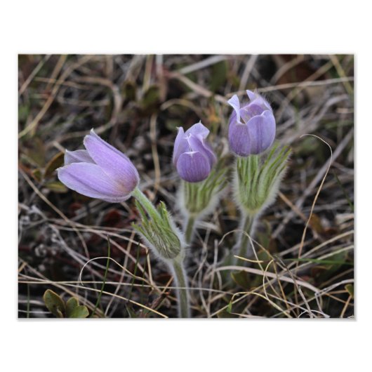 Prairie Crocus Fotodruck (Vorne)