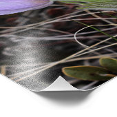 Prairie Crocus Fotodruck (Ecke)