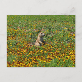 Prairie Dog bei Blume Postkarte