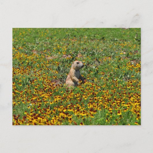 Prairie Dog bei Blume Postkarte (Vorderseite)
