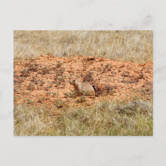 Prairie Dog, Devil's Tower National Monument, WY Postkarte (Vorderseite)