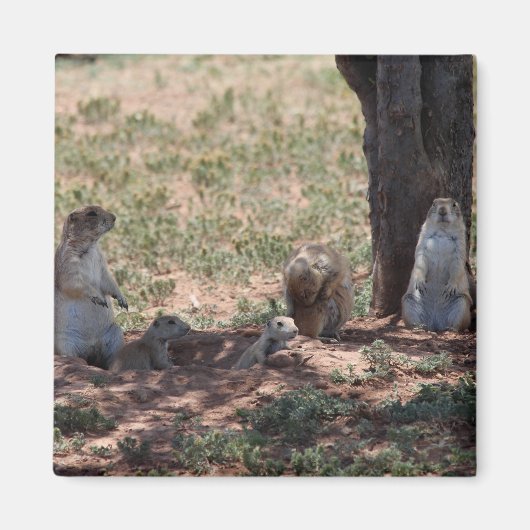Prairie Dog Family Magnet (Vorne)